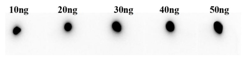 Fig.3 Dot plot analysis of anti-4-1BB therapeutic antibody (TAB-179). (Creative Biolabs Original)
