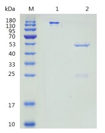 Fig.4 SDS-PAGE analysis of anti-CD137 recombinant antibody (TAB-457CQ). (Creative Biolabs Original)