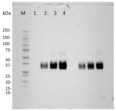 Fig.5 WB analysis of anti-CD137 recombinant antibody (TAB-457CQ). (Creative Biolabs Original)