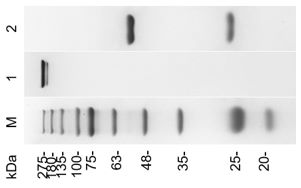 Fig.1 SDS-PAGE analysis of TAB-064LC. (Creative Biolabs Original)