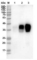 Fig.4 WB analysis of TAB-064LC. (Creative Biolabs Original)