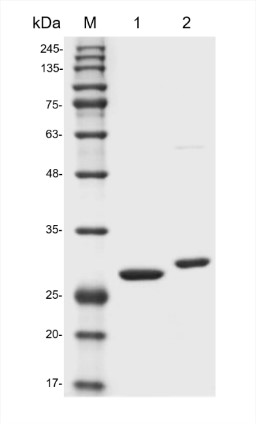 Fig.1 SDS-PAGE analysis of HPAB-M0467-YC-S(P). (Creative Biolabs Original)