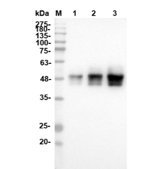 Fig.3 WB analysis of HPAB-M0467-YC-S(P). (Creative Biolabs Original)