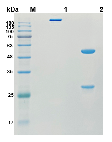 Fig.1 SDS-PAGE analysis of HPAB-0083-LSX. (Creative Biolabs Original)