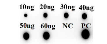 Fig.3 DB analysis of HPAB-0083-LSX. (Creative Biolabs Original)
