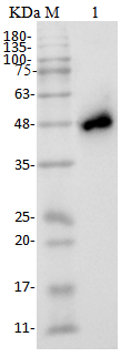 Fig.5 WB analysis of TAB-119LC. (Creative Biolabs Original)