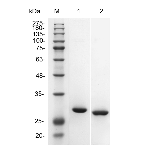 Fig.1 SDS-PAGE analysis of TAB-0272CL-S(P). (Creative Biolabs Original)