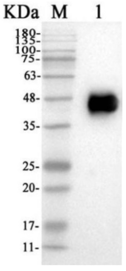 Fig.1 WB analysis of HPAB-0134CQ. (Creative Biolabs Original)