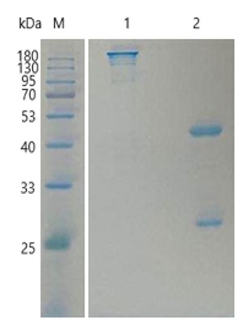 Fig.5 SDS-PAGE analysis of HPAB-0301-YC. (Creative Biolabs Original)