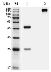 Fig.1 SDS-PAGE analysis of TAB-126CL. (Creative Biolabs Original)