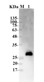 Fig.4 WB analysis of TAB-201LC. (Creative Biolabs Original)