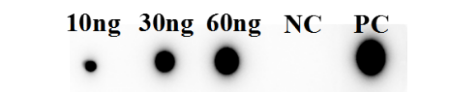 Fig.5 DB analysis of TAB-201LC. (Creative Biolabs Original)