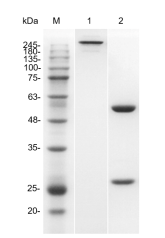 Fig.1 SDS-PAGE analysis of TAB-303LC. (Creative Biolabs Original)