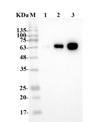 Fig.4 WB analysis of HPAB-1278WJ. (Creative Biolabs Original)