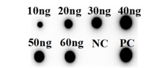 Fig.5 DB analysis of HPAB-1278WJ. (Creative Biolabs Original)