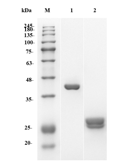 Fig.1 SDS-PAGE analysis of MHH-183-F(E). (Creative Biolabs Original)