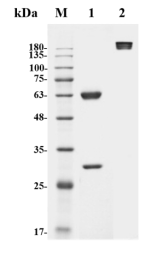 Fig.1 SDS-PAGE analysis of FAMAB-0058YC. (Creative Biolabs Original)