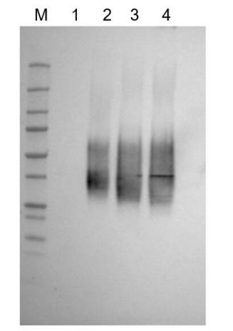 Fig.4 WB analysis of TAB-897. (Creative Biolabs Original)
