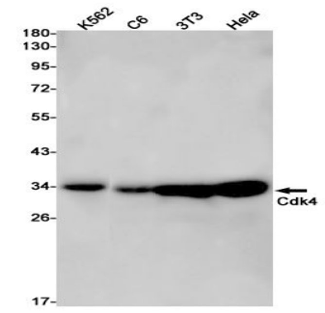 Fig.1 WB analysis. (Creative Biolabs Original)