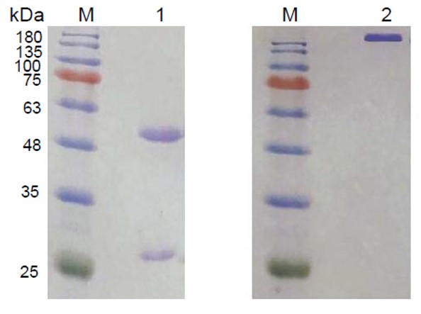 Fig.3 SDS-PAGE analysis. (Creative Biolabs Original)