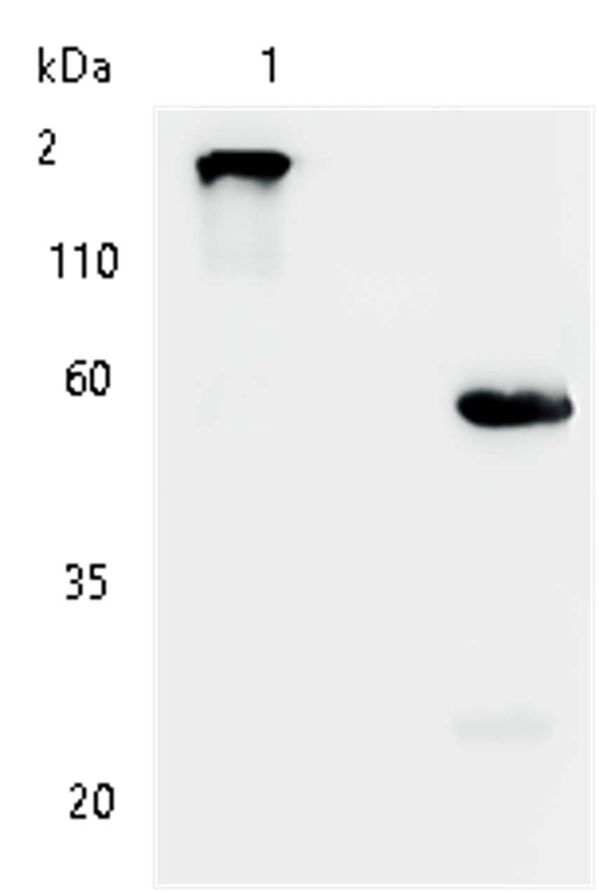 Fig.6 WB analysis. (Creative Biolabs Original)