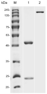 Fig.1 SDS-PAGE analysis of HPAB-0120-YJ. (Creative Biolabs Original)