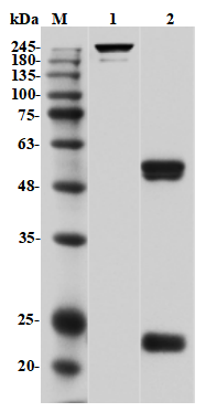 Fig.1 SDS-PAGE analysis of TAB-510LC. (Creative Biolabs Original)