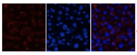 Fig.2 IF analysis. (Creative Biolabs Original)