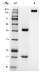 Fig.1 SDS-PAGE analysis of TAB-H23. (Creative Biolabs Original)