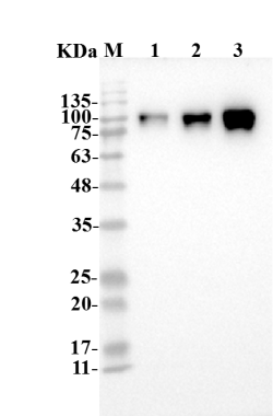 Fig.3 WB analysis of TAB-H23. (Creative Biolabs Original)