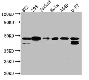 Fig.1 WB analysis. (Creative Biolabs Original)