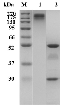 Fig.1 SDS-PAGE analysis of TAB-206. (Creative Biolabs Original)
