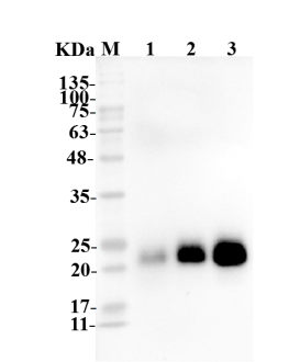 Fig.4 WB analysis of TAB-067. (Creative Biolabs Original)