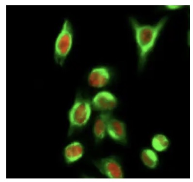 Fig.1 IF analysis. (Creative Biolabs Original)