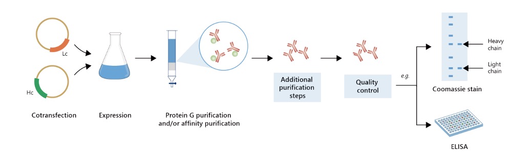 Fig.4 Milligram-scale. (Creative Biolabs Original)