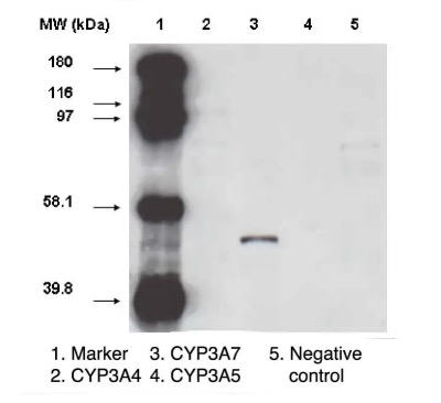 Fig.1 WB analysis. (Creative Biolabs Original)