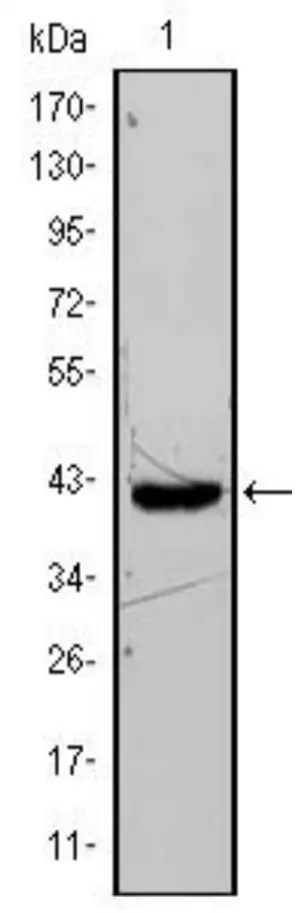 WB analysis. (Creative Biolabs Original)