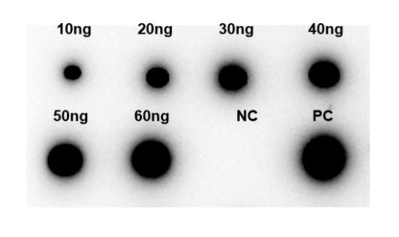 Fig.6 DB analysis. (Creative Biolabs Original)