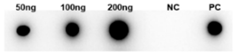 Fig.3 DB analysis. (Creative Biolabs Original)