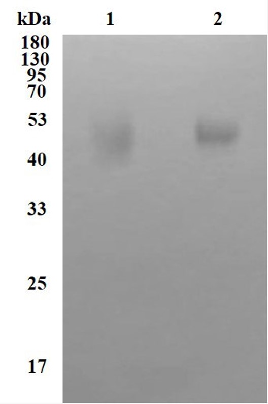 Fig.2 WB analysis. (Creative Biolabs Original)