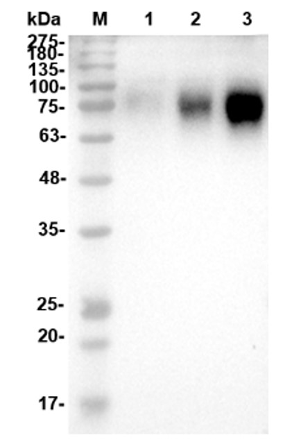 Fig.3 WB analysis. (Creative Biolabs Original)
