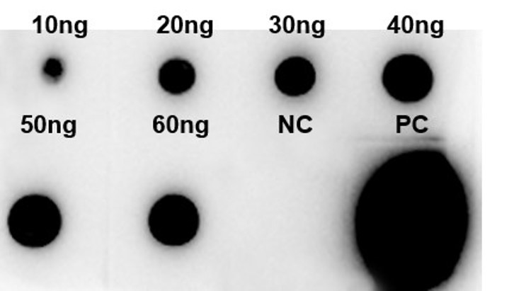 Fig.5 Dot Blot analysis. (Creative Biolabs Original)