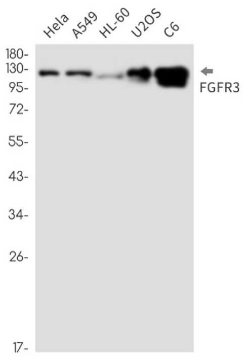 Fig.4 WB analysis. (Creative Biolabs Original)