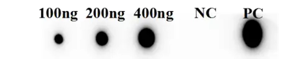 Fig.6 Dot Blot analysis. (Creative Biolabs Original)