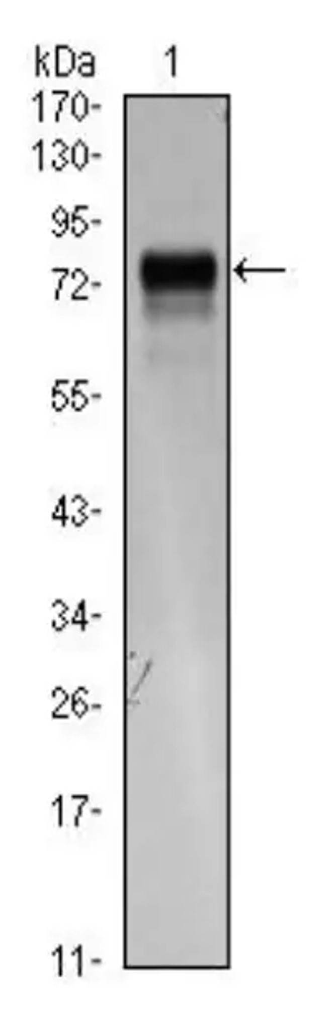WB analysis. (Creative Biolabs Original)