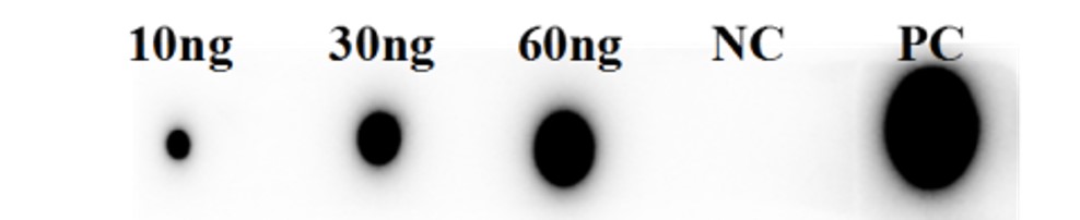 Fig.3 Dot Blot analysis. (Creative Biolabs Original)