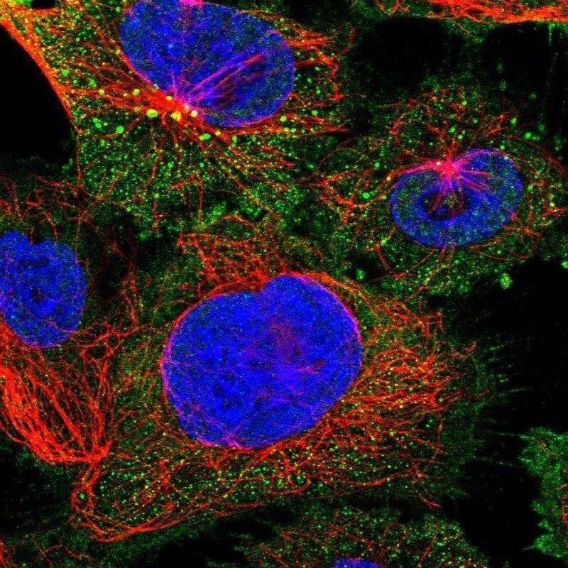 IF staining. (Creative Biolabs Original)