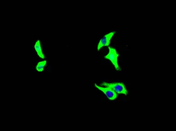 Fig.4 IF analysis. (Creative Biolabs Original)