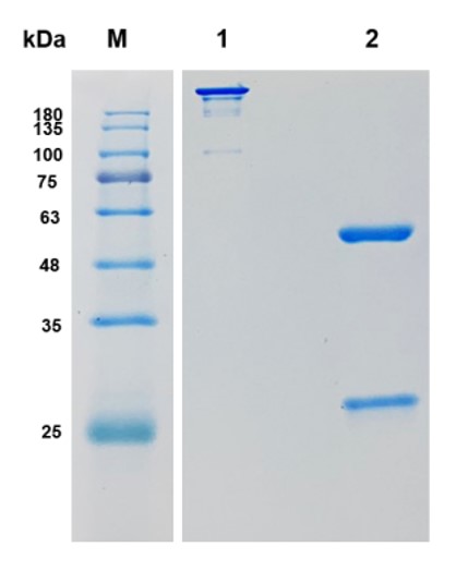 Fig.1 SDS-PAGE analysis. (Creative Biolabs Original)