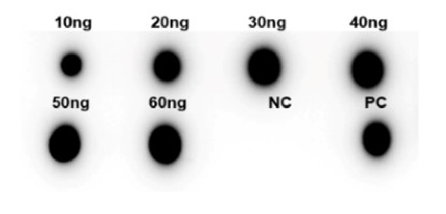 Fig.2 DB analysis. (Creative Biolabs Original)